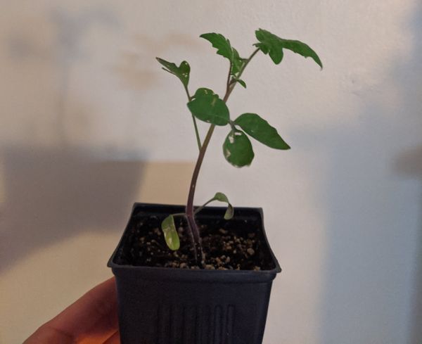 How an ugly plant named Pork Chop won my heart